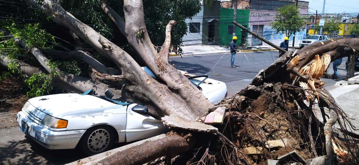 Una fuerte Tormenta en Guadalajara durante la madrugada provocó caída de árboles, apagones y daños en distintas zonas de la Zona Metropolitana.jpeg